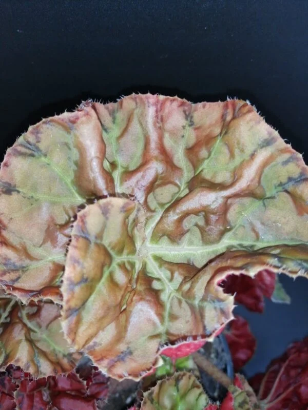 Begonia Autumn Crinkle, foto 4
