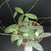 Hoya sigillatis (Round Leaf), pianta da interno