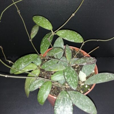 Hoya sigillatis (Round Leaf)