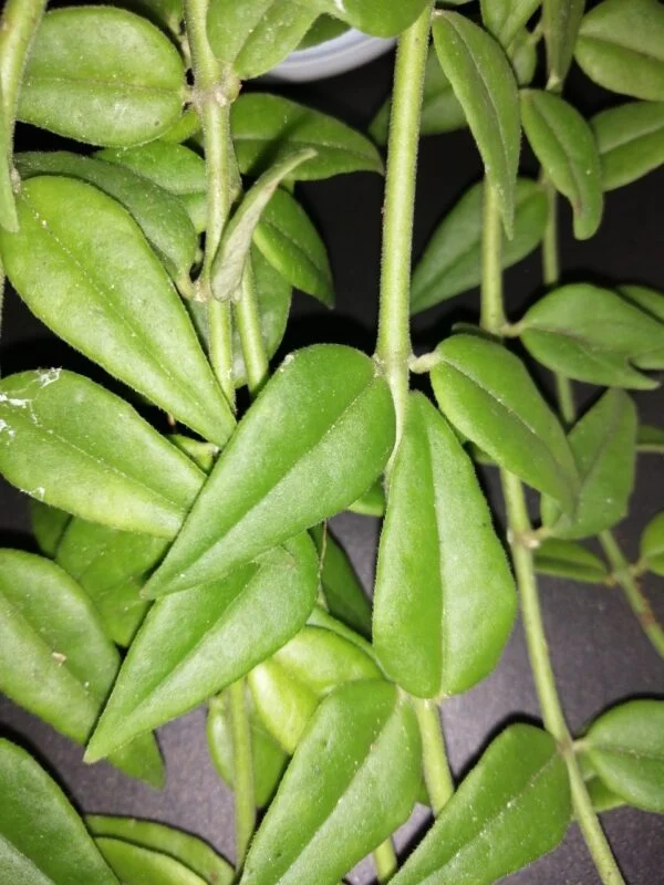 Hoya bella, Hoya lanceolata subsp. bella, foto 3