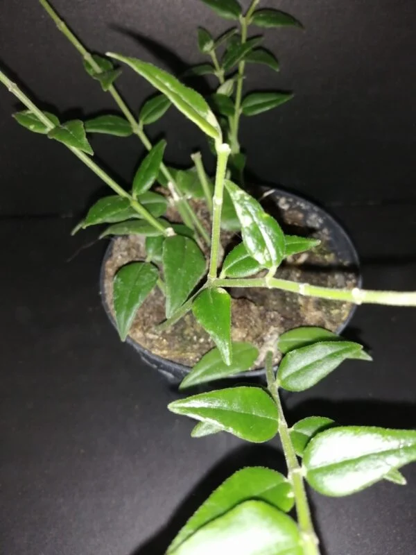 Hoya bella, Hoya lanceolata subsp. bella, foto 2