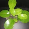 Hoya magnifica, pianta da interno