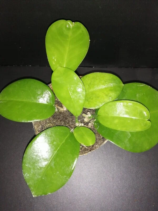 Hoya magnifica, pianta da interno