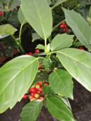 Aucuba japonica Rozannie