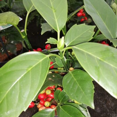 Aucuba japonica Rozannie