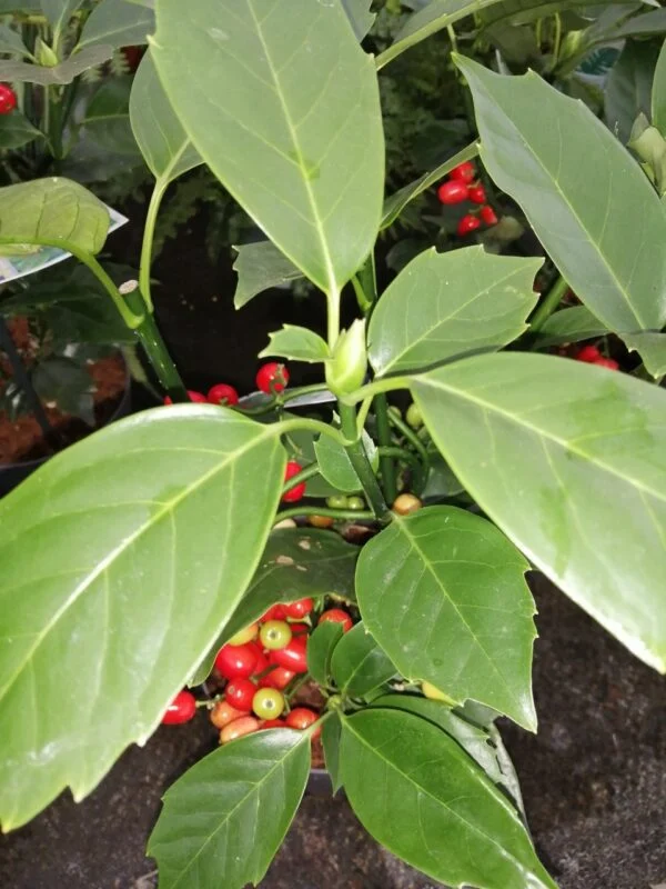 Aucuba japonica Rozannie, pianta da esterno