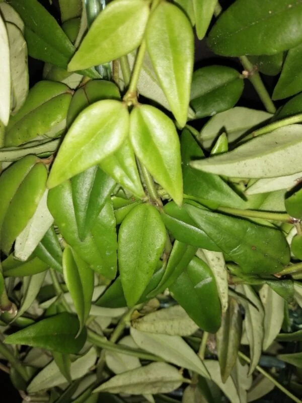 Hoya bella Hoya lanceolata subs. bella, foto 2