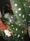 Begonia maculata Megadot