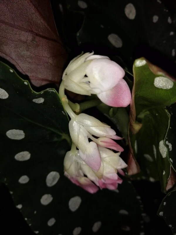Begonia maculata Megadot, foto 2