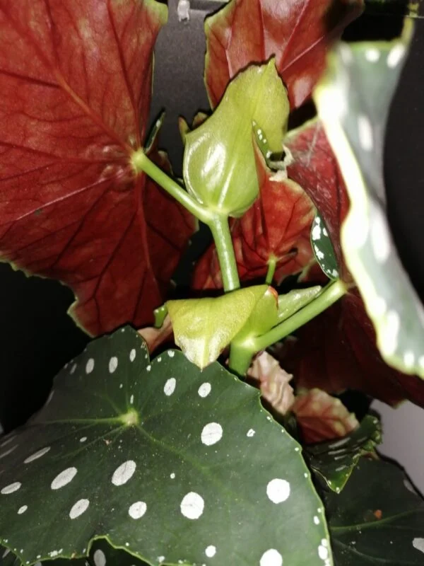 Begonia maculata Megadot, foto 3