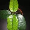 Hoya villosa, pianta da interno