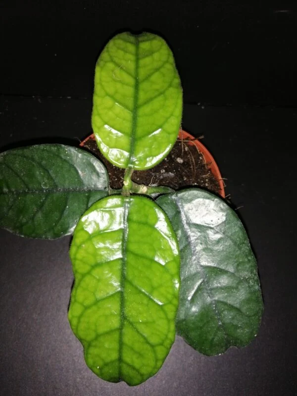 Hoya villosa, pianta da interno