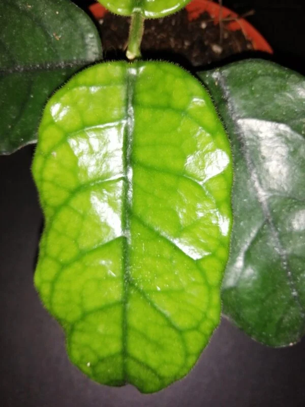 Hoya villosa, foto 2