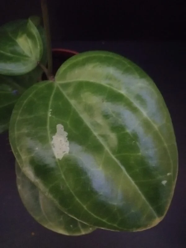 Hoya Sarawak Cream, sin. latifolia Cream, foto 2
