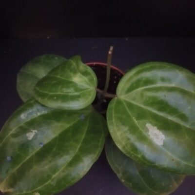 Hoya Sarawak Cream, sin. latifolia Cream