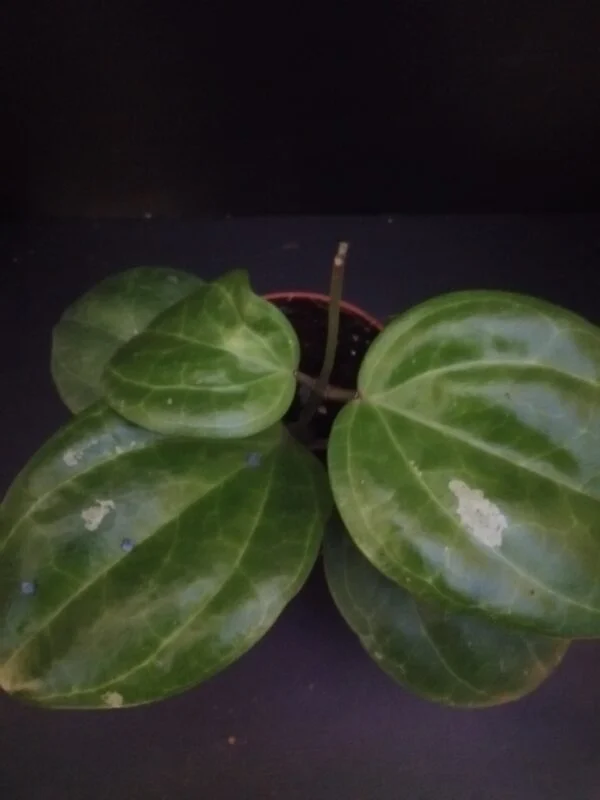 Hoya Sarawak Cream, sin. latifolia Cream, pianta da interno