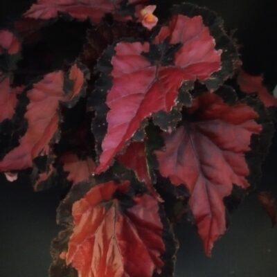 Begonia Inca Night