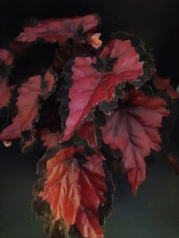 Begonia Inca Night, pianta da interno