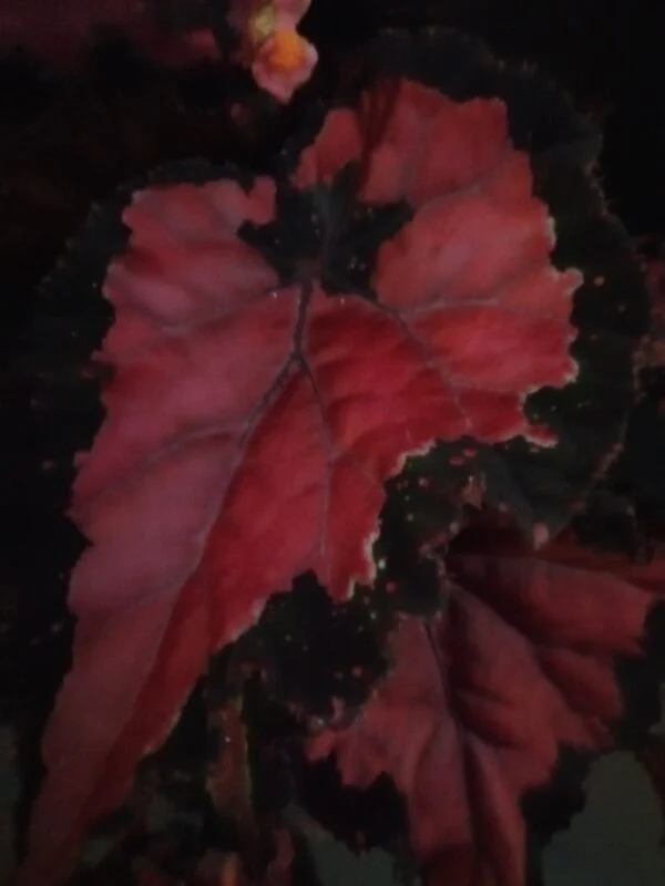 Begonia Inca Night, foto 2