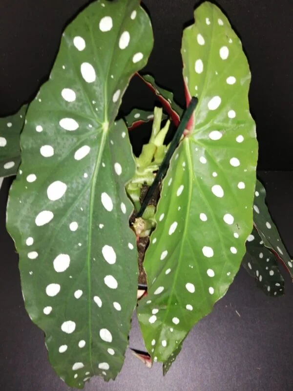 Begonia maculata var. wightii, pianta da interno