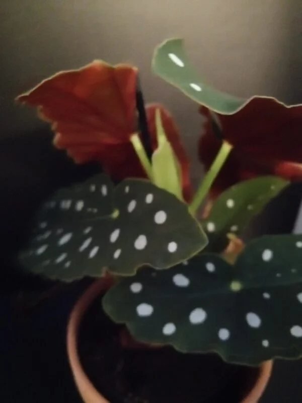 Begonia maculata var. wightii, foto 4