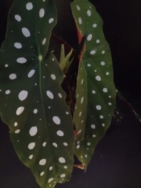 Begonia maculata var. wightii, foto 3