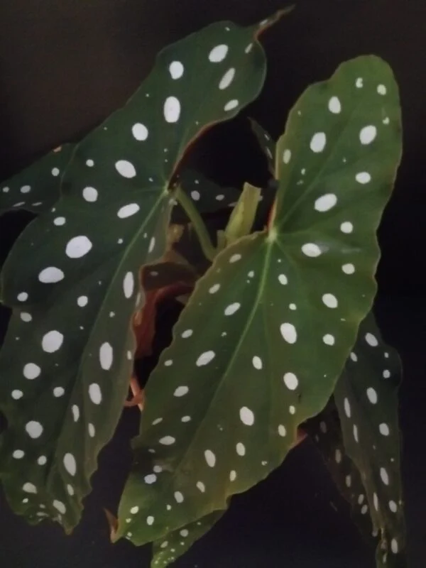 Begonia maculata var. wightii, foto 2