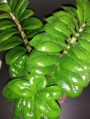 Zamioculcas Zenzy