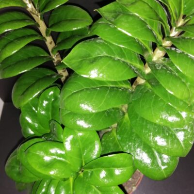 Zamioculcas Zenzy