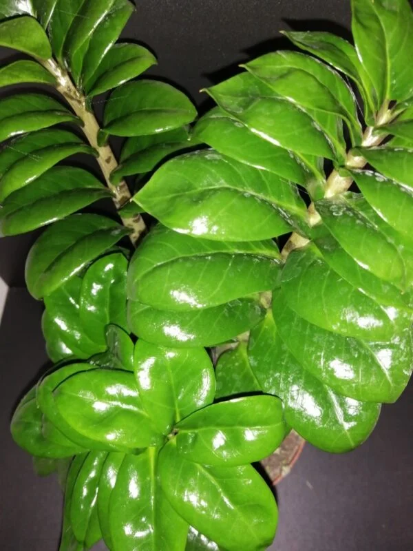 Zamioculcas Zenzi, pianta da interno