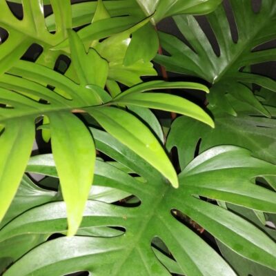 Philodendron mayoi