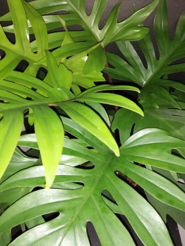 Philodendron mayoi, pianta da interno