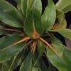 Chlorophytum amaniense 'Fire Flash', pianta da interno