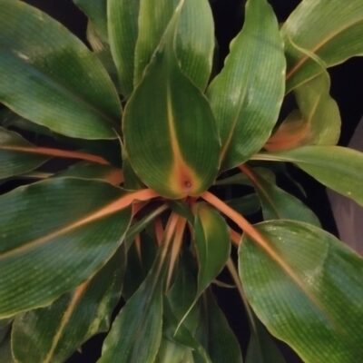 Clorophytum amaniense 'Fire Flash'