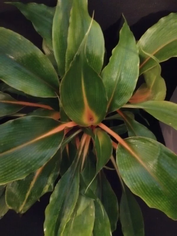 Chlorophytum amaniense 'Fire Flash', pianta da interno