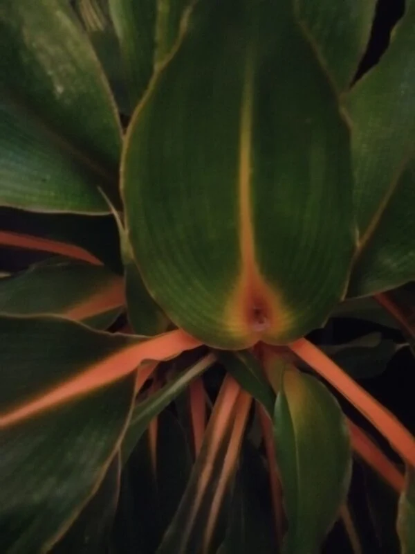 Chlorophytum amaniense 'Fire Flash', foto 2
