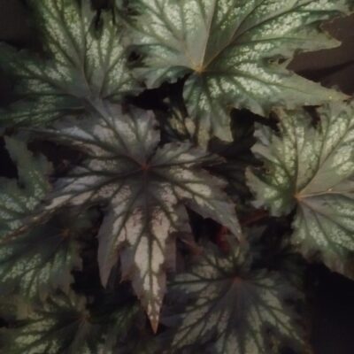 Begonia Spacestars Haedi