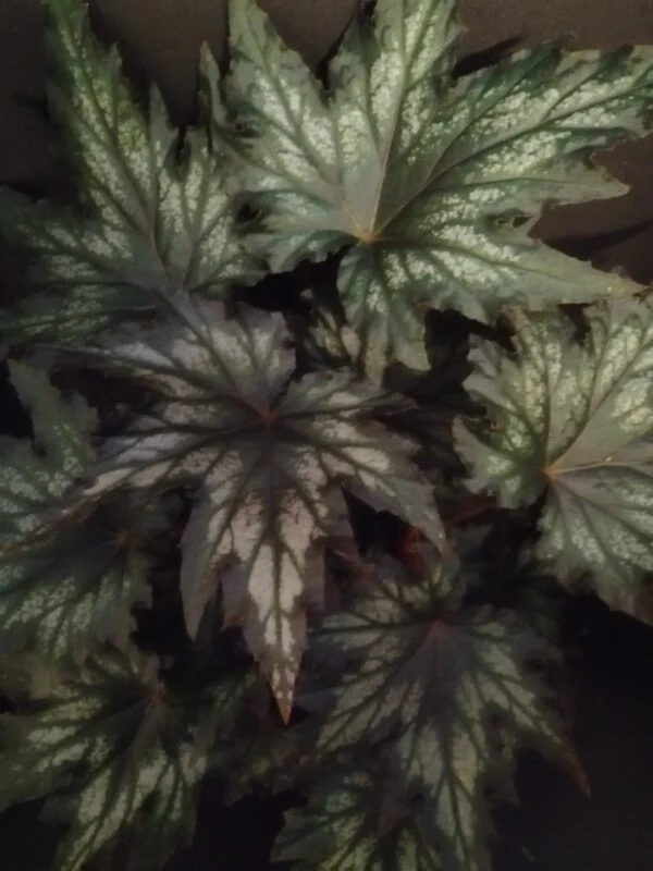 Begonia Spacestars Haedi, pianta da interno