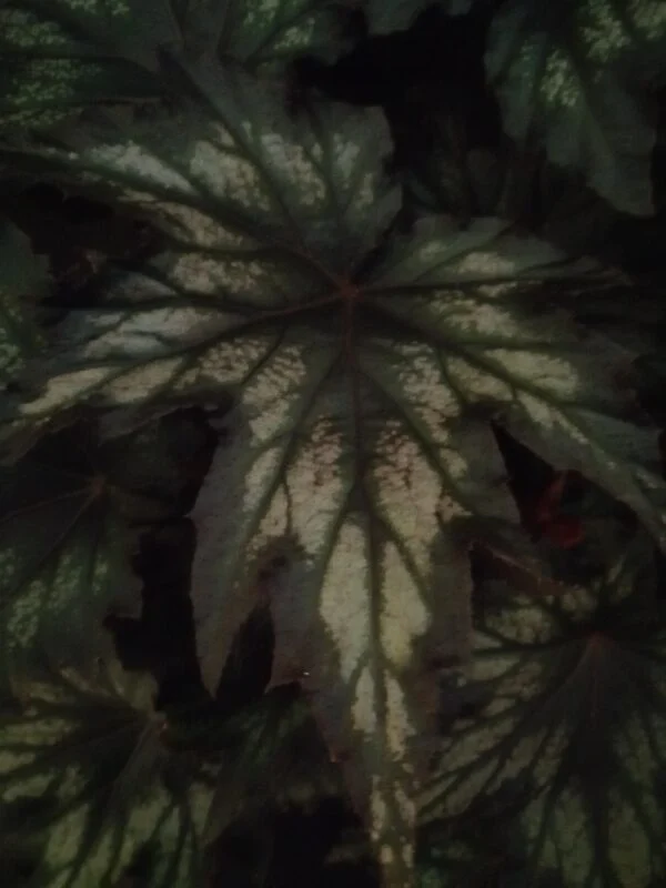 Begonia Spacestars Haedi, foto 2