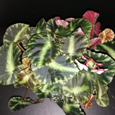 Begonia cleopatrae