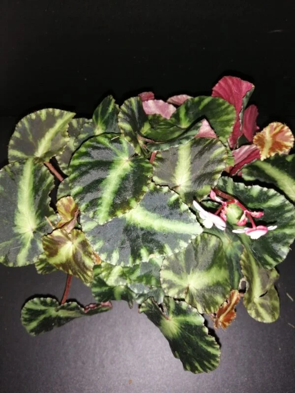 Begonia cleopatrae, pianta da interno