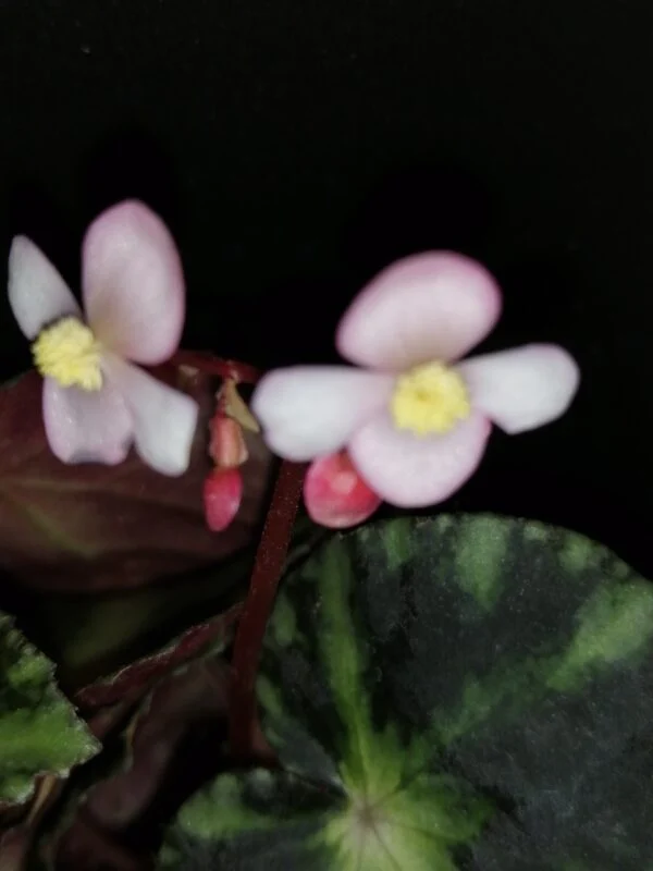 Begonia cleopatrae, foto 3