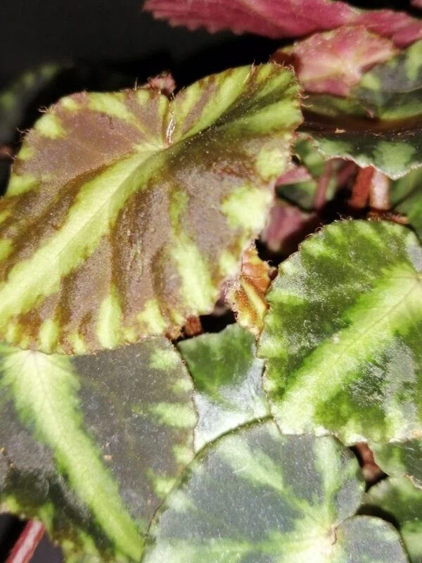 Begonia cleopatrae, foto 4