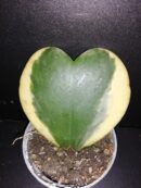 Hoya kerrii albomarginata