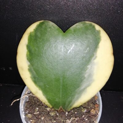 Hoya kerrii albomarginata