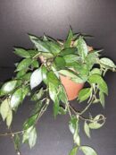 Hoya krohniana Black