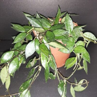 Hoya krohniana Black