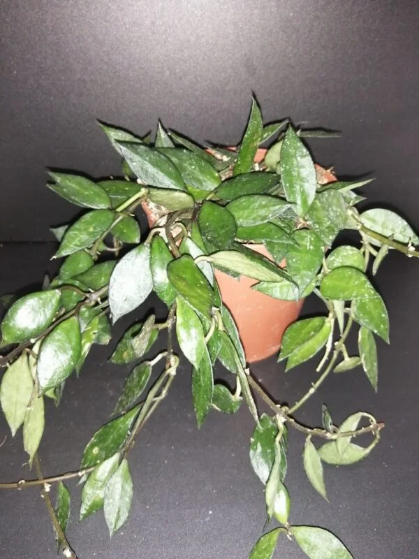 Hoya kerrii Splash, foto 3