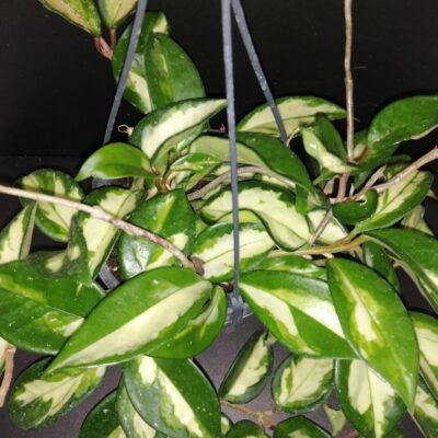 Hoya carnosa Tricolor