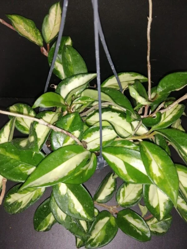 Hoya kerrii Splash, foto 5